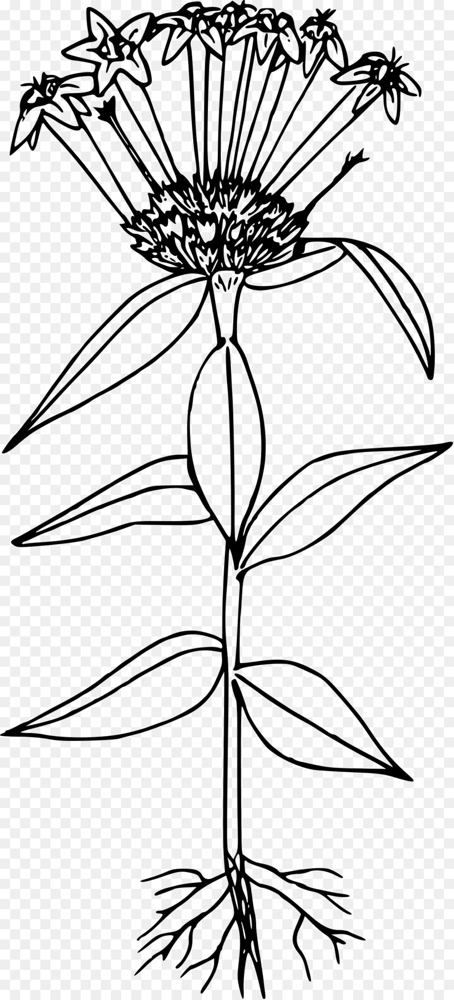 Collomia Grandiflora，Hat Sanatı PNG