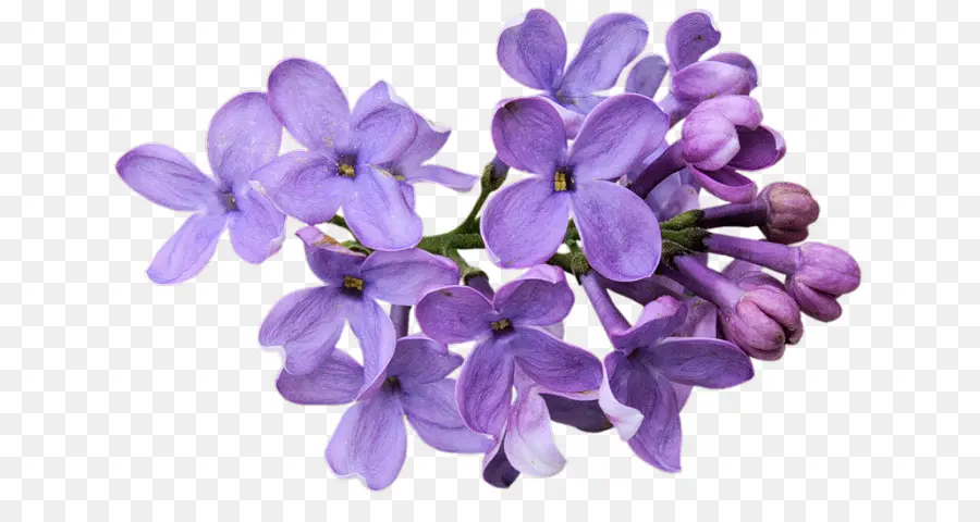 çiçek，Lavanta PNG