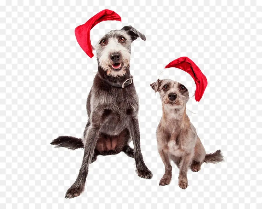 Noel Baba şapkalı Köpekler，Noel PNG