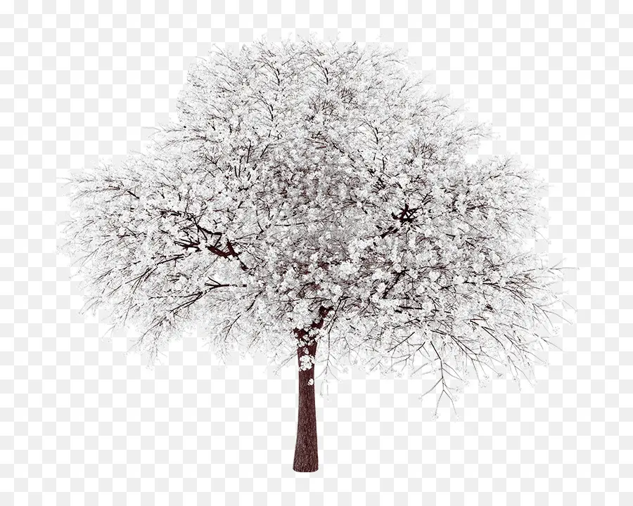 Ağaç，Populus Grandendentata PNG