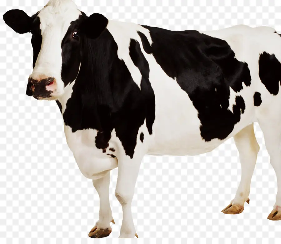 Jersey Sığır，Etiket PNG