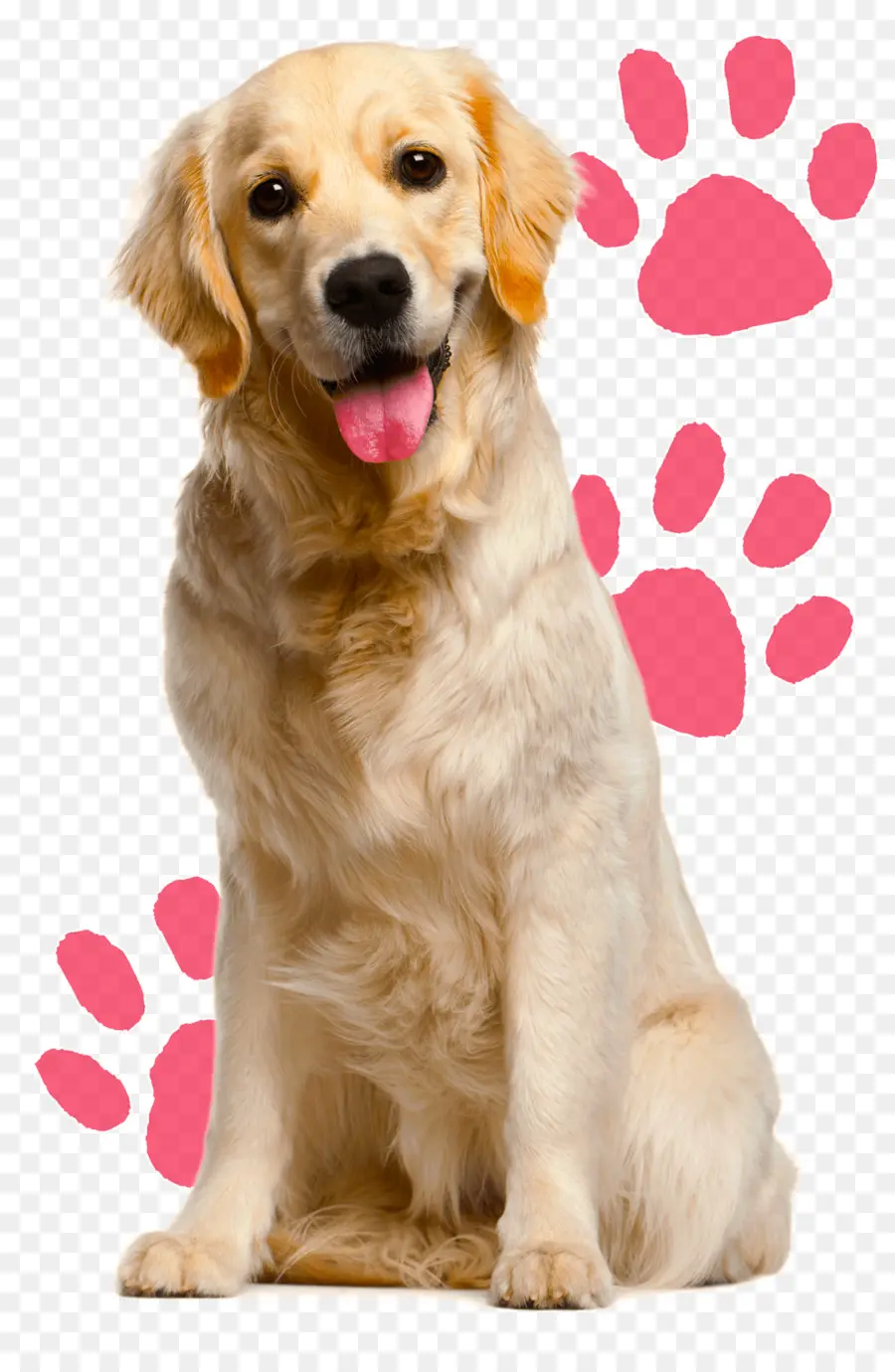 Golden Retriever，Evcil Hayvan PNG