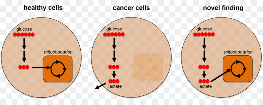Kanser Hücresi，Hücre PNG