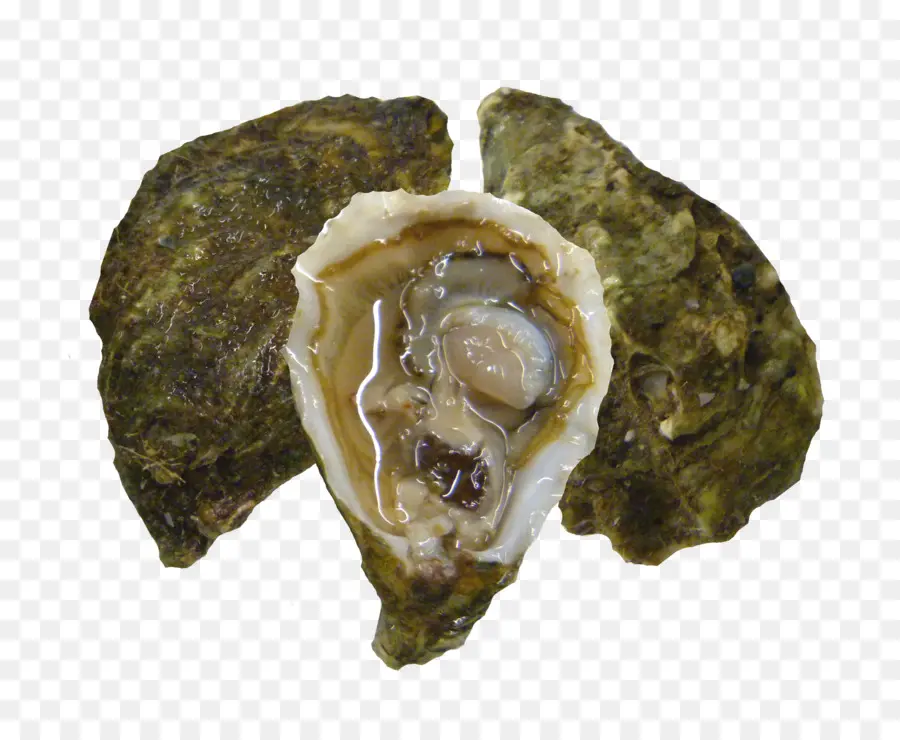 Istiridye，Pasifik Oyster PNG