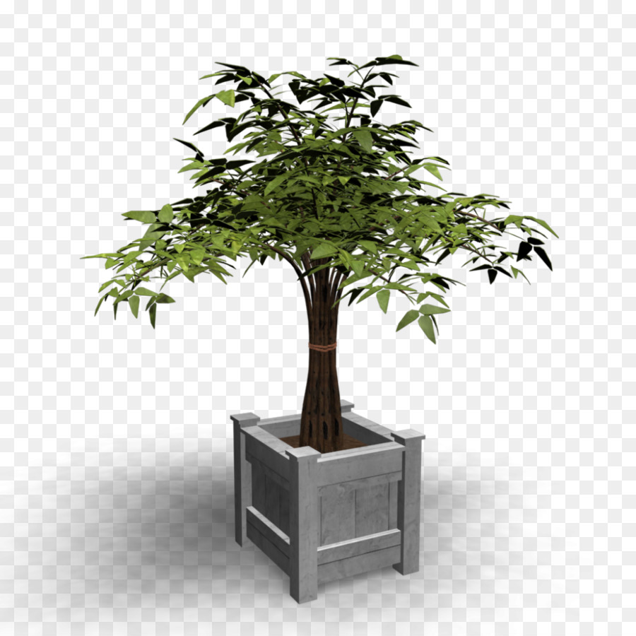 Bonsai，Ağaç PNG