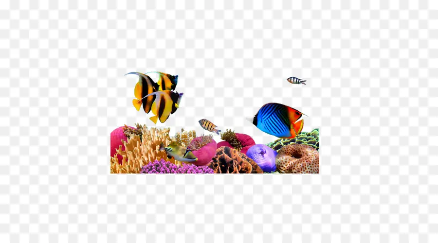 Deniz Biyolojisi，Deniz PNG