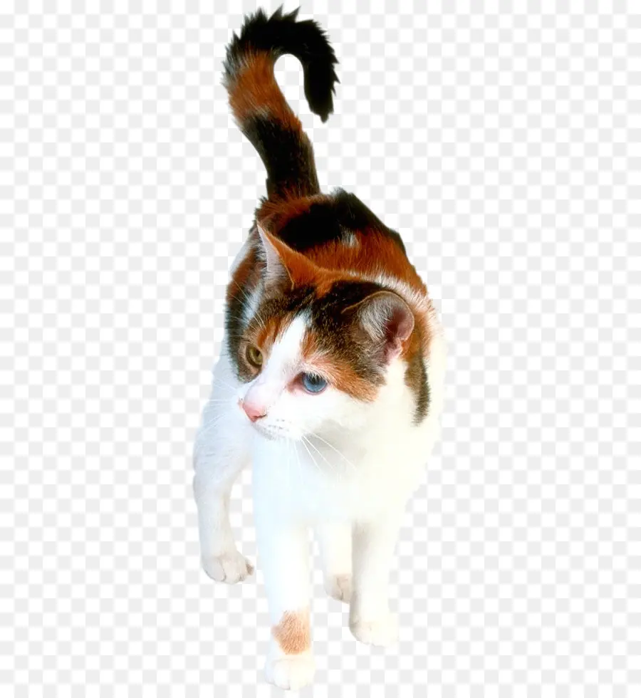 Kedi，Patiska PNG