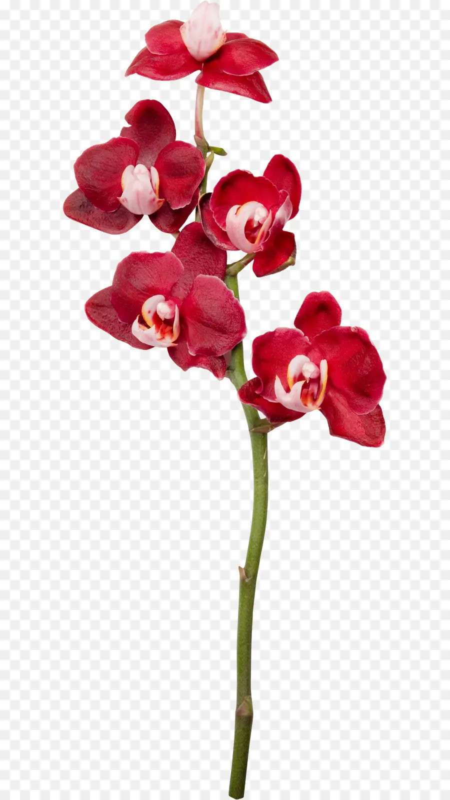 Güvitler，Orkide PNG