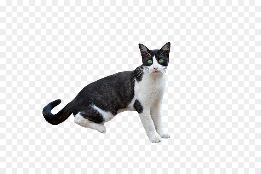 Kedi，Evcil Hayvan PNG