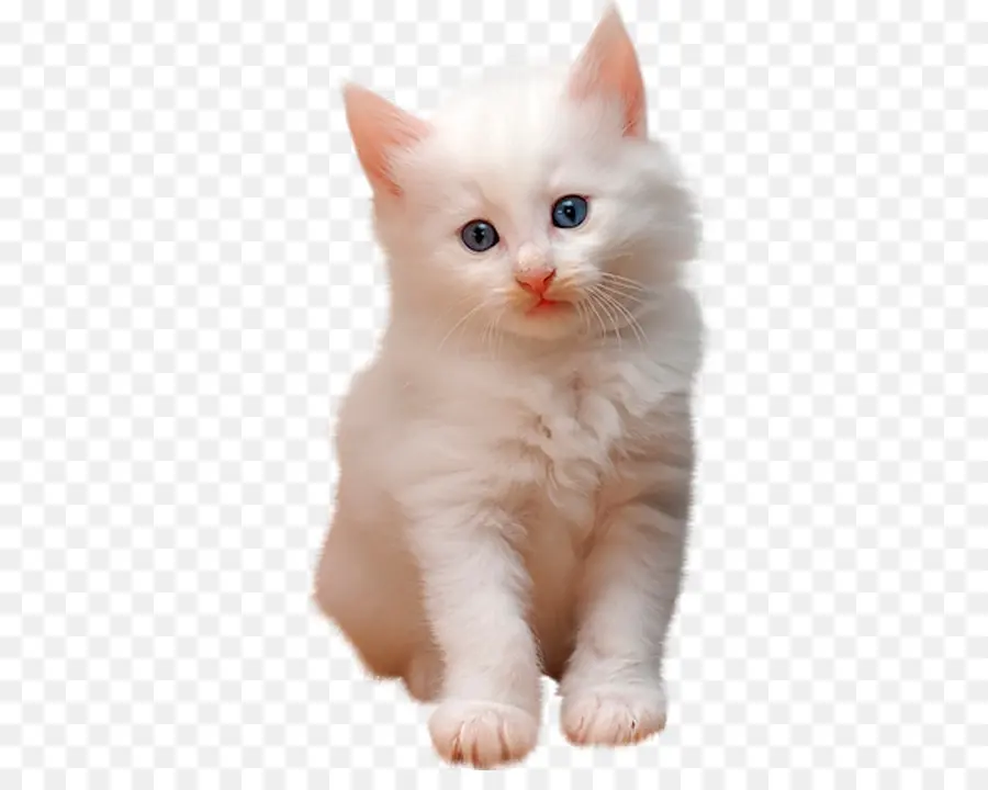 Beyaz Kedi Yavrusu，Kedi PNG