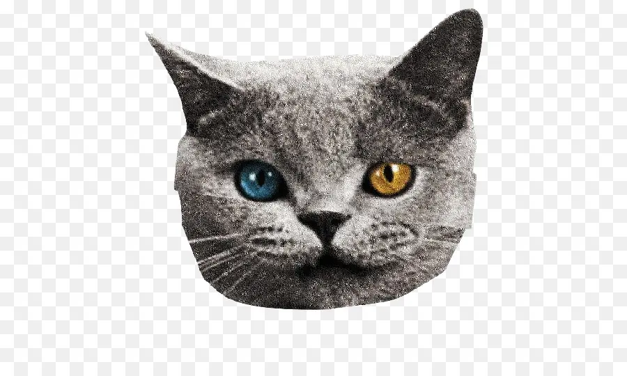 Kedi，Heterokromi PNG