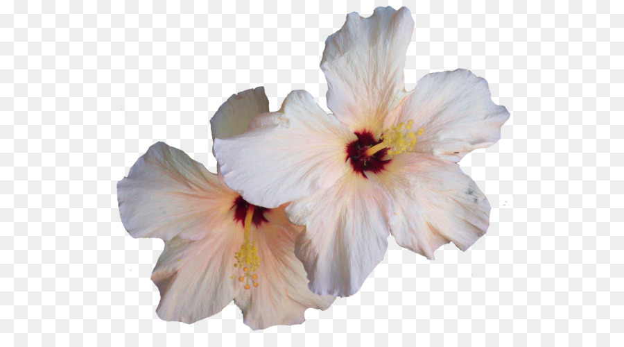 Ebegümeci，çiçek PNG