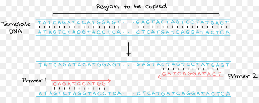 Dna Dizisi，Genetik PNG