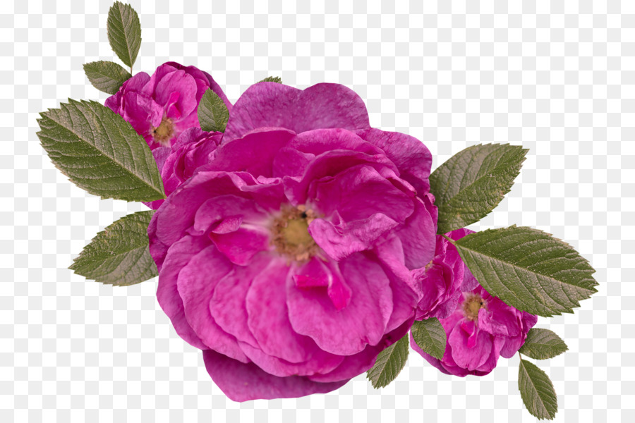 Centifolia Roses，Plant PNG