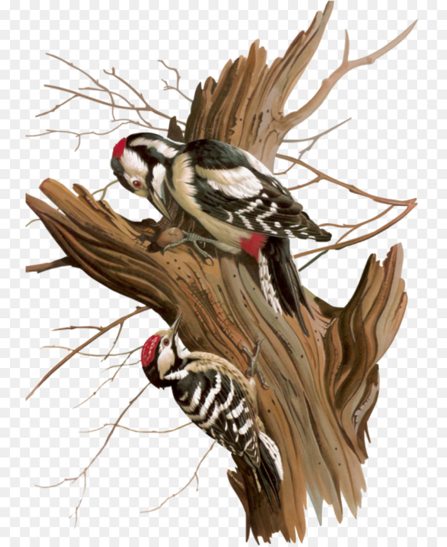 Ağaçkakan，Kuş PNG