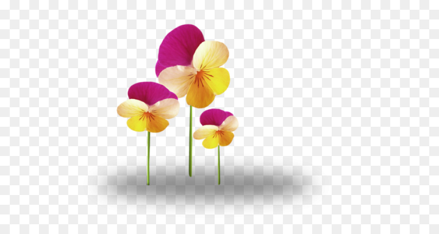 çiçek，Kesme çiçekler PNG