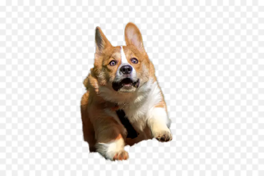 Corgi，Köpek PNG