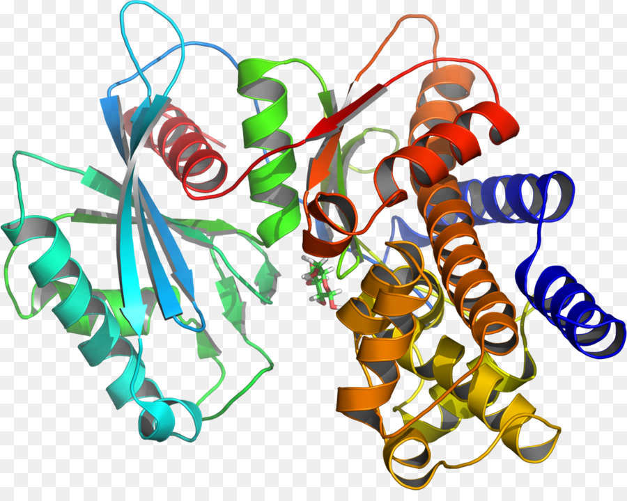 Protein Yapısı，Molekül PNG