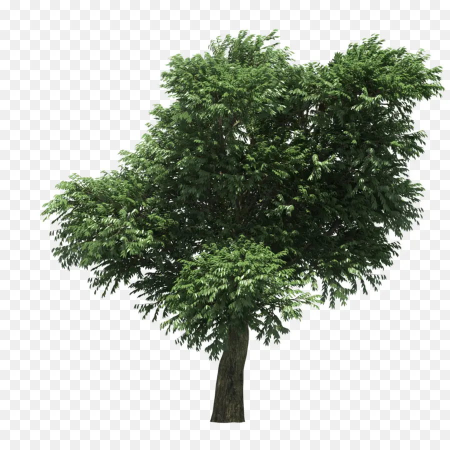 Ağaç，çilek Ağacı PNG
