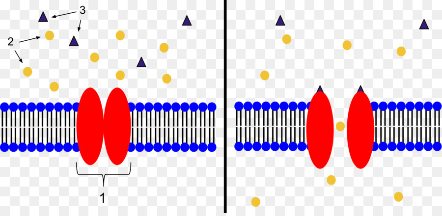 Hücre Zarı Taşınması，Protein Kanalları PNG