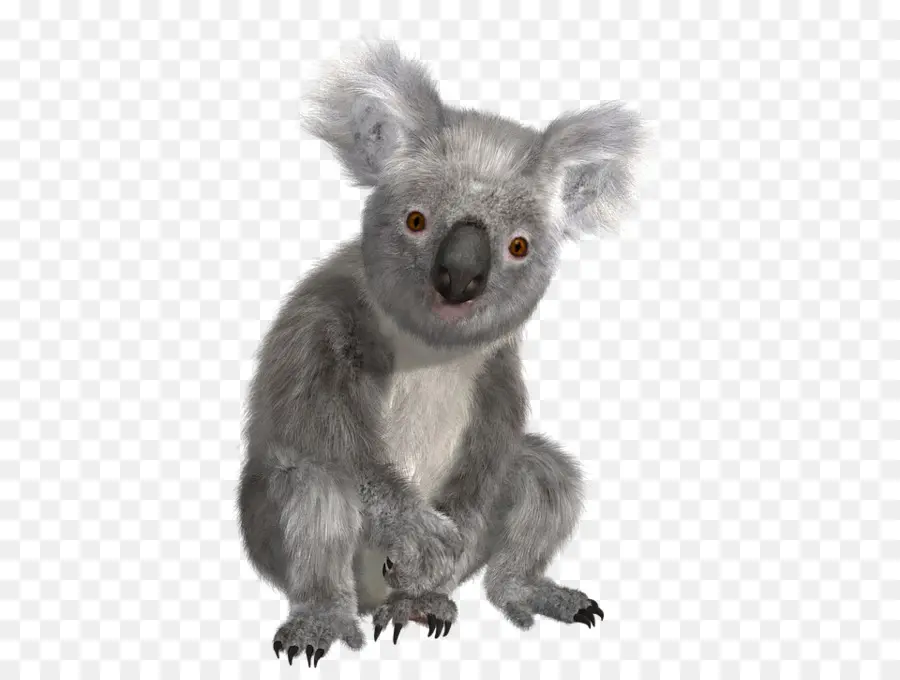 Koala，Avustralya PNG