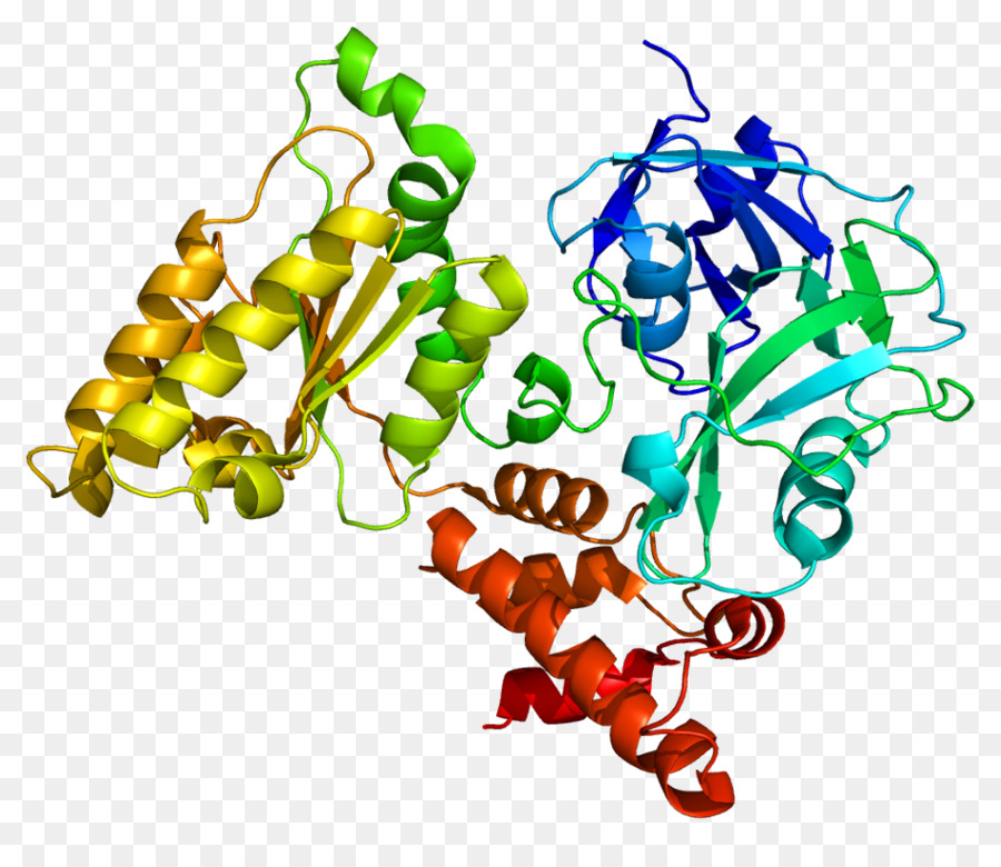 Protein Yapısı，Molekül PNG