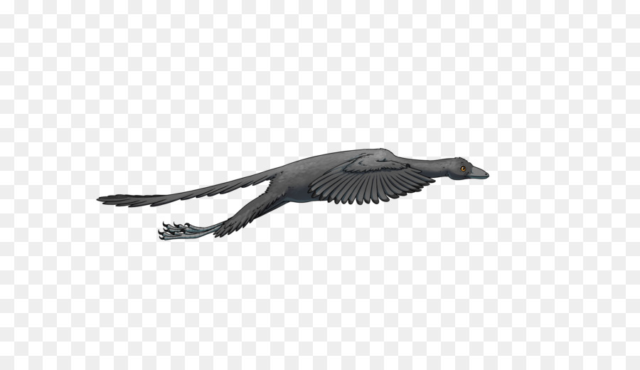 Archaeopteryx，Kuş PNG