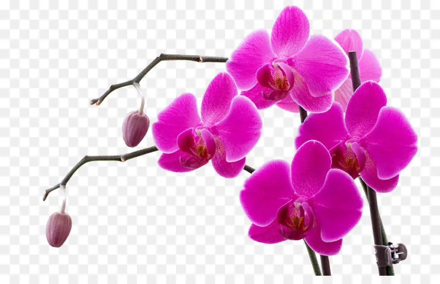 Orkide，Doritaenopsis PNG