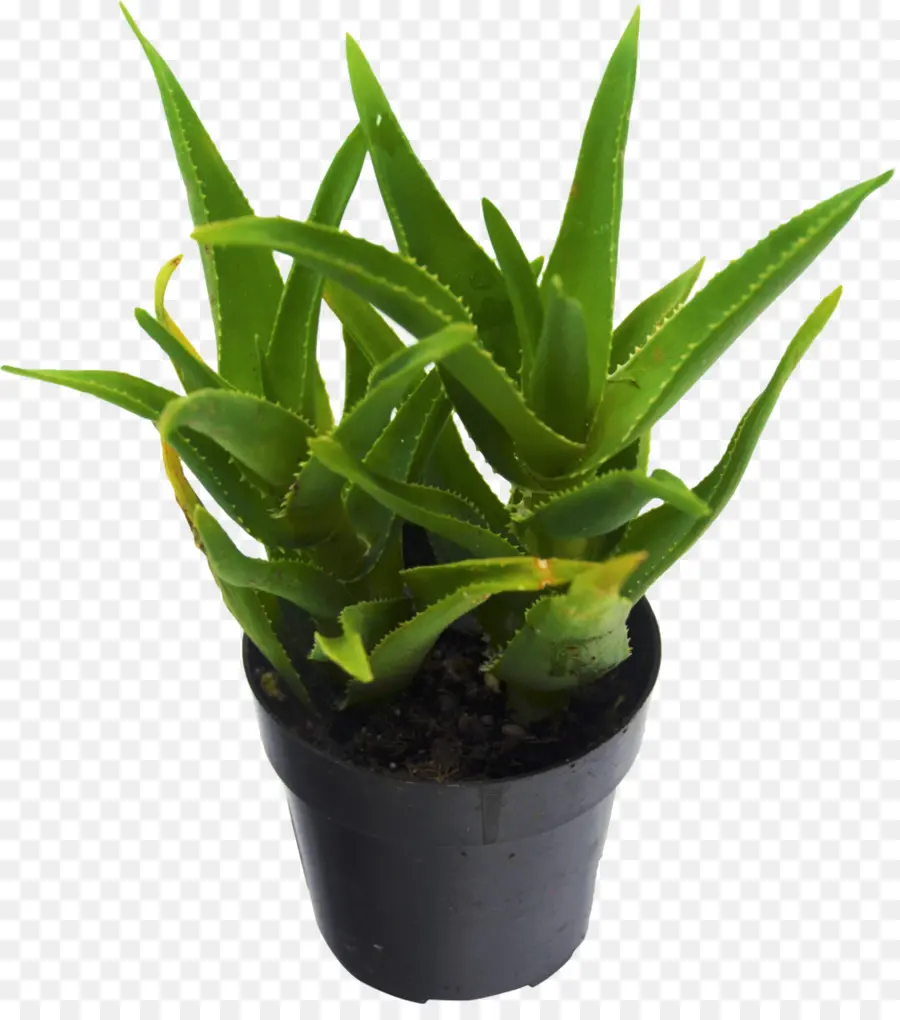 Aloe Vera，Saksı PNG