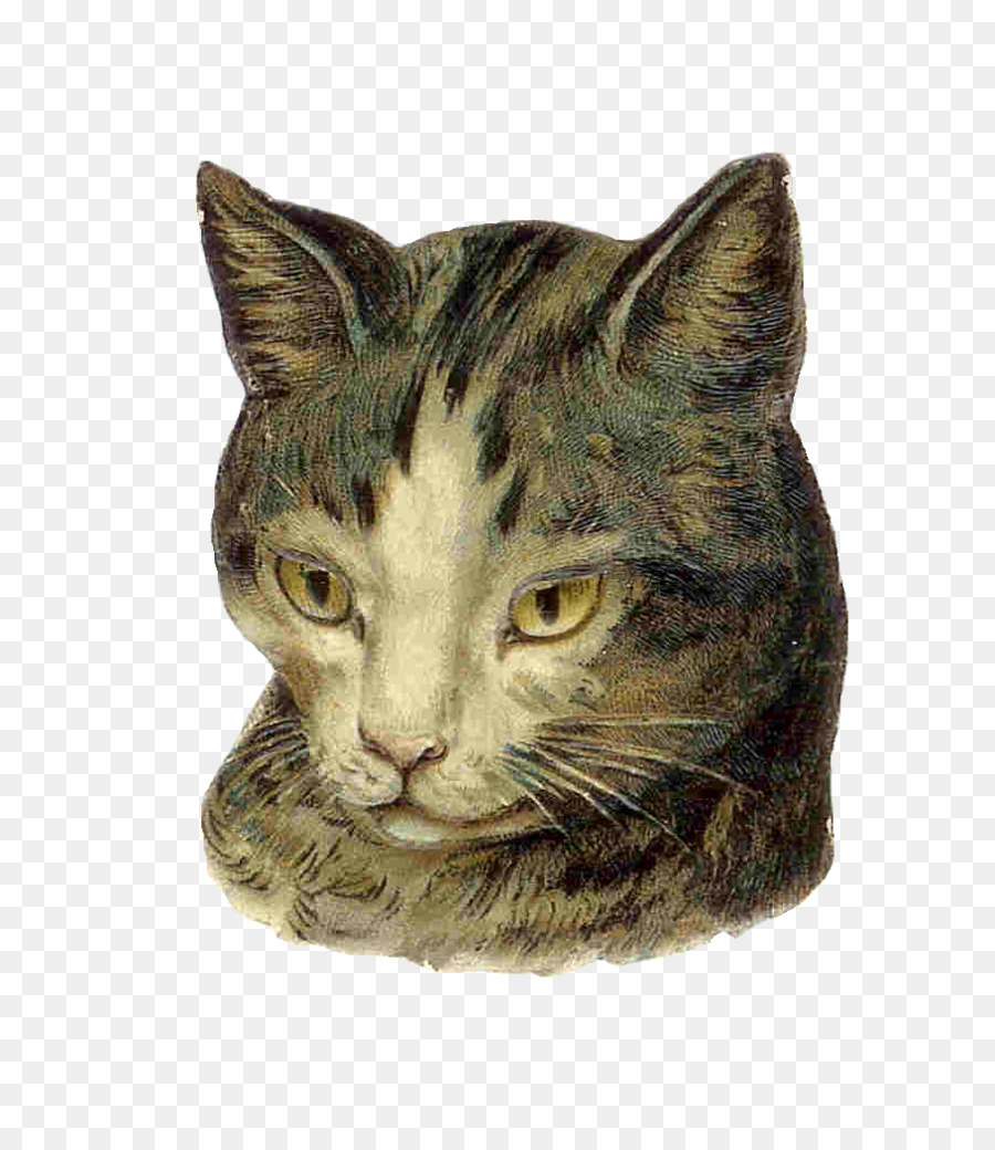 Kedi Yüzü，Kedi PNG