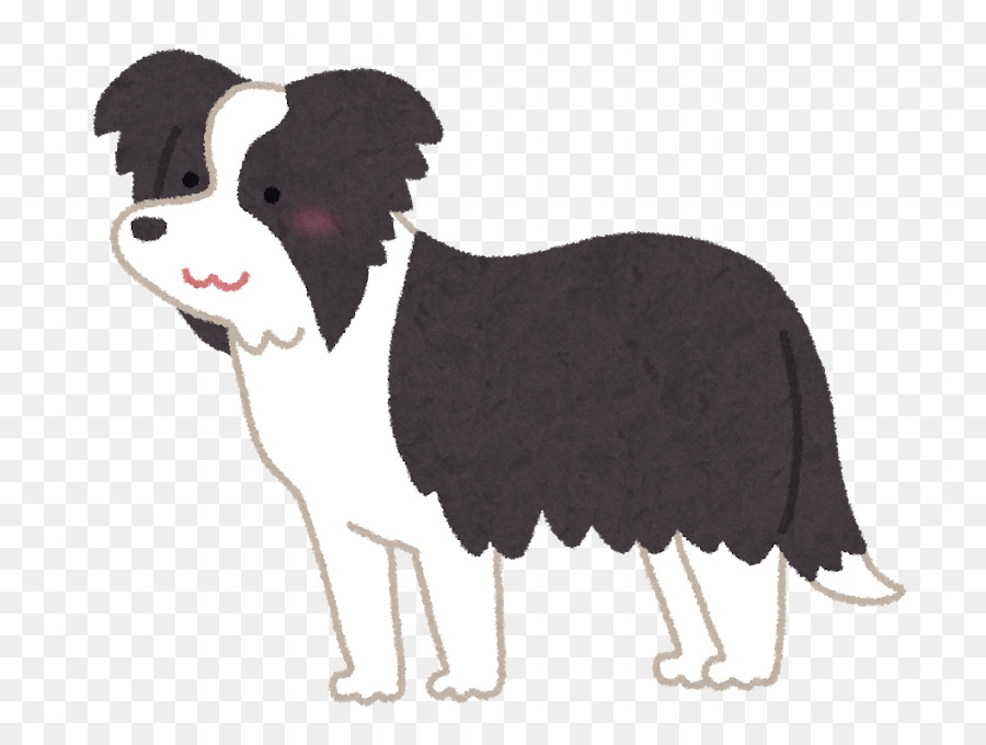 Sınır Collie，Standart Schnauzer PNG