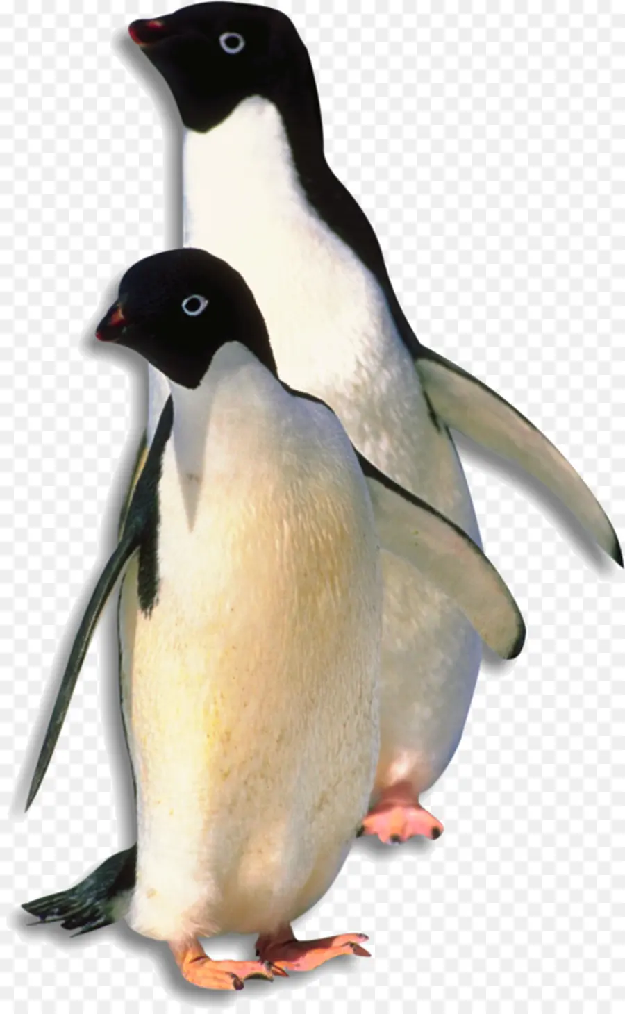 Penguenler，Kuş PNG