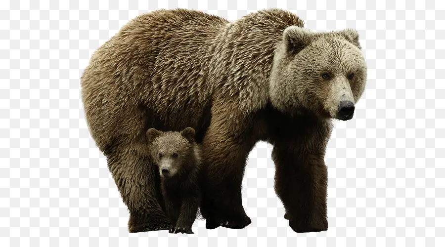 Polar Bear，Grizzly Bear PNG