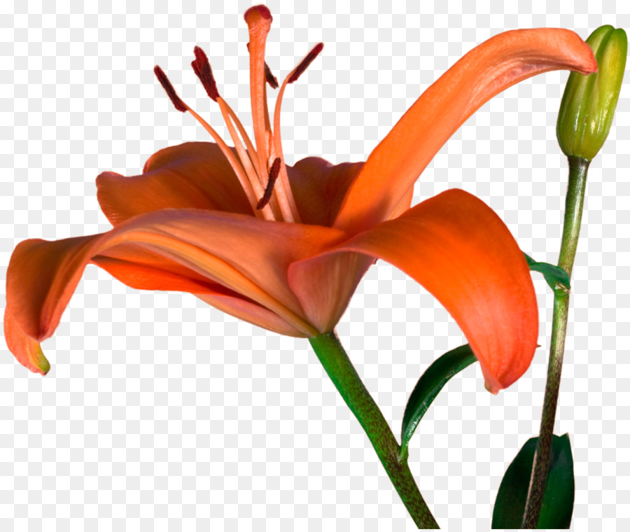 Çiçek Kesmek，Bitki Sapı PNG