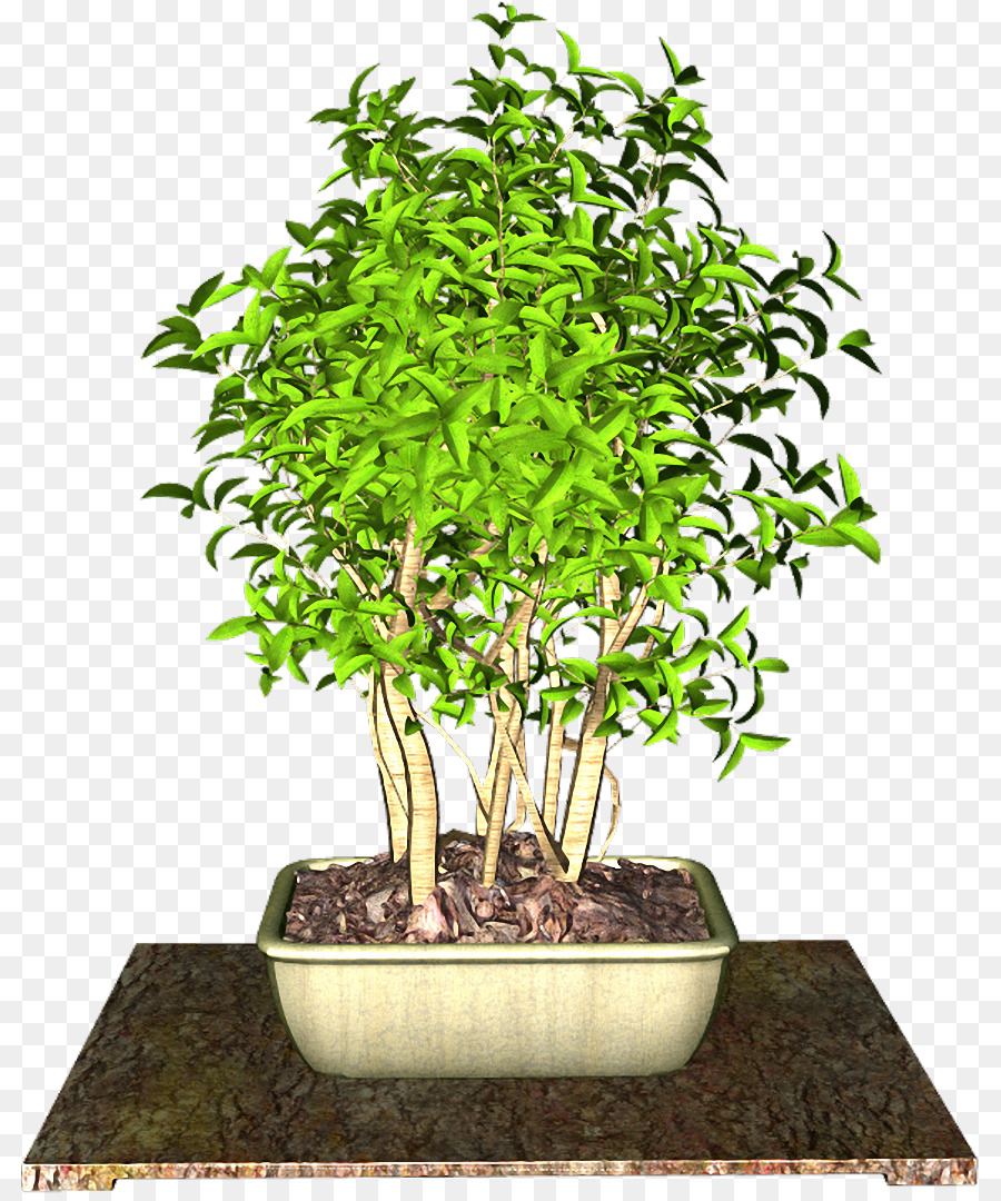 Sageretia Theezans，Flowerpot PNG