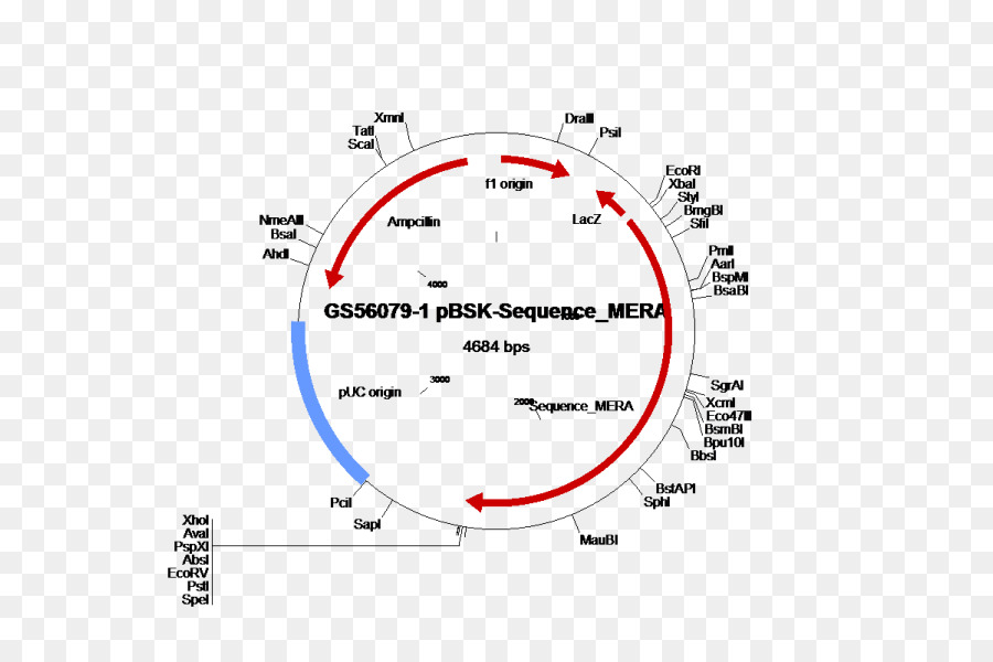 Dairesel Dna Haritası，Genetik PNG