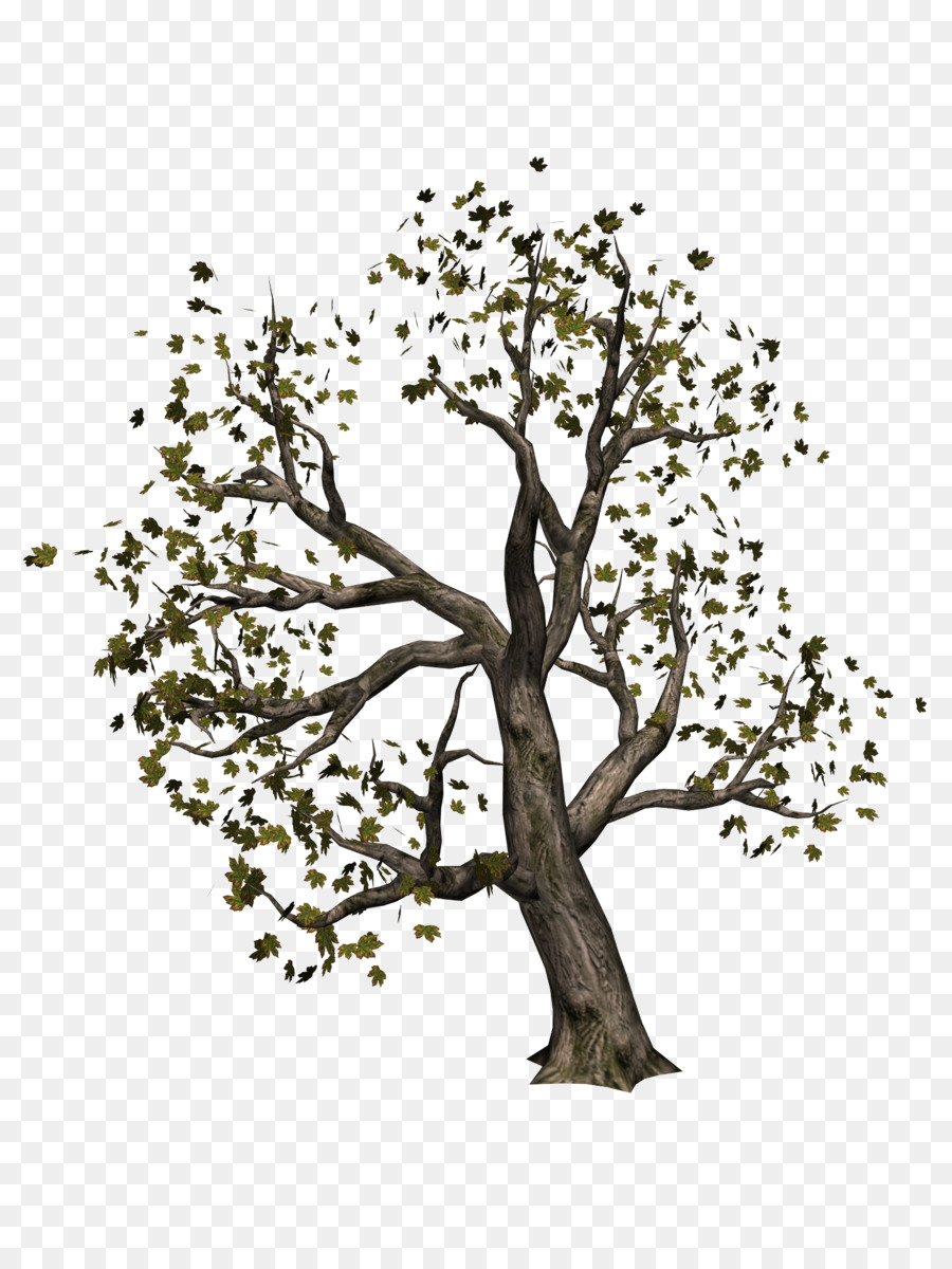 Ağaç，Bilgi PNG