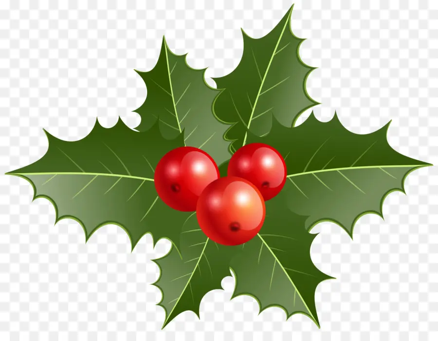 Holly Yaprakları Ve Meyveleri，Noel PNG