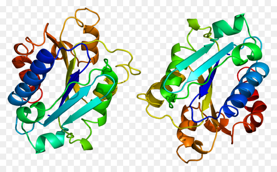 Protein Yapısı，Molekül PNG