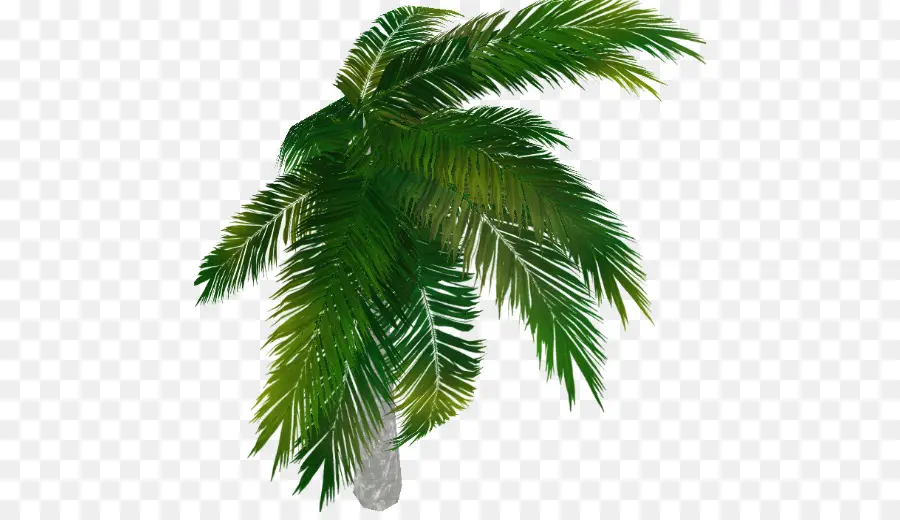 Asya Palmyra Palm，Arecaceae PNG