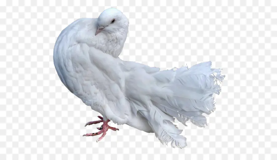 Stock Dove，Bird PNG