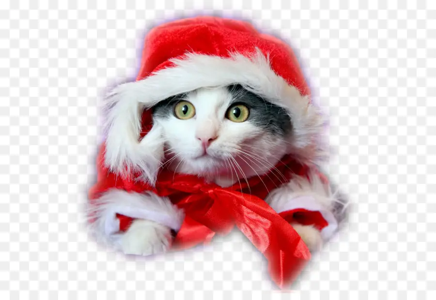 Noel Baba Kıyafeti Giyen Kedi，Noel PNG