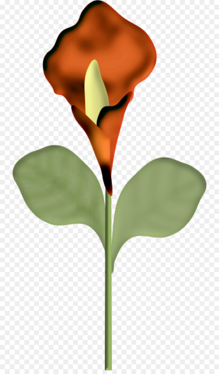 çiçek，Bayan Mod PNG