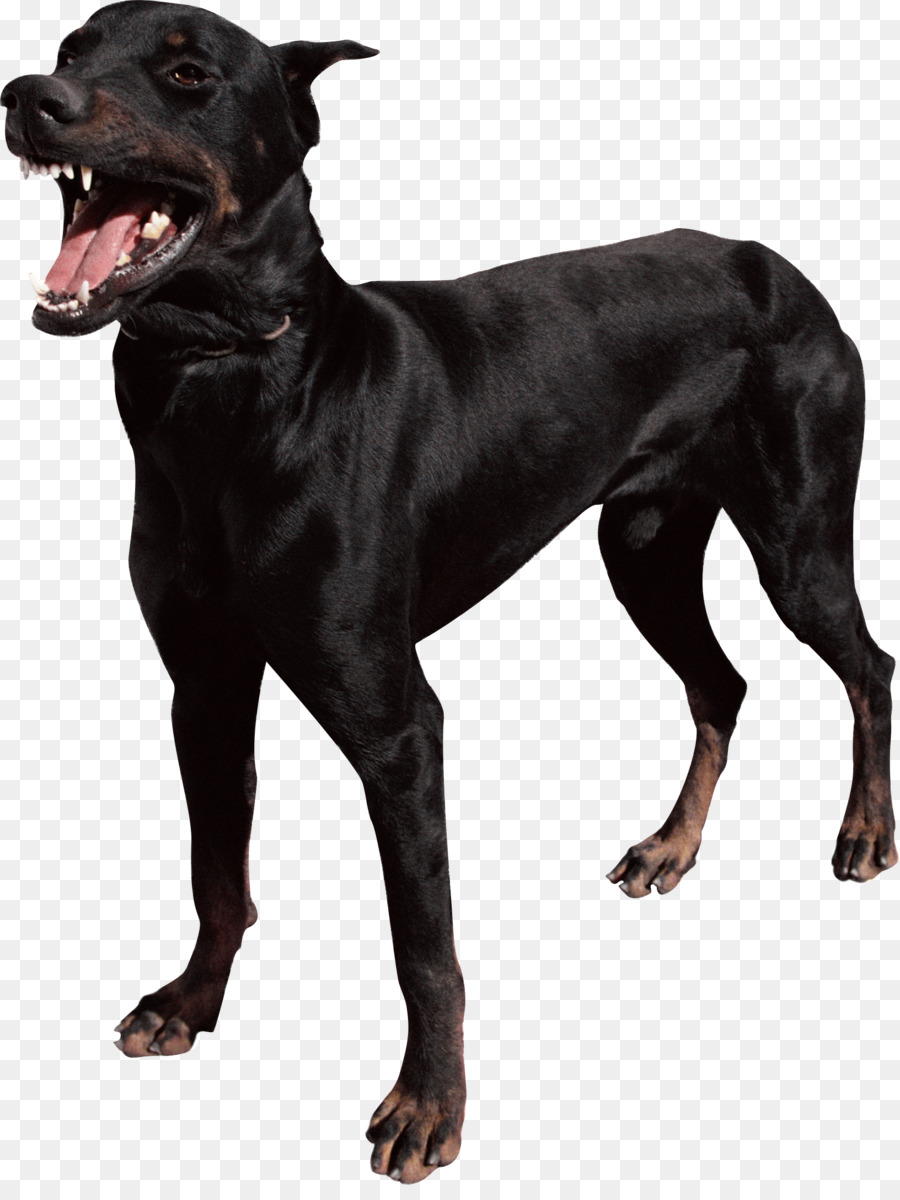 Kara Köpek，Köpek PNG