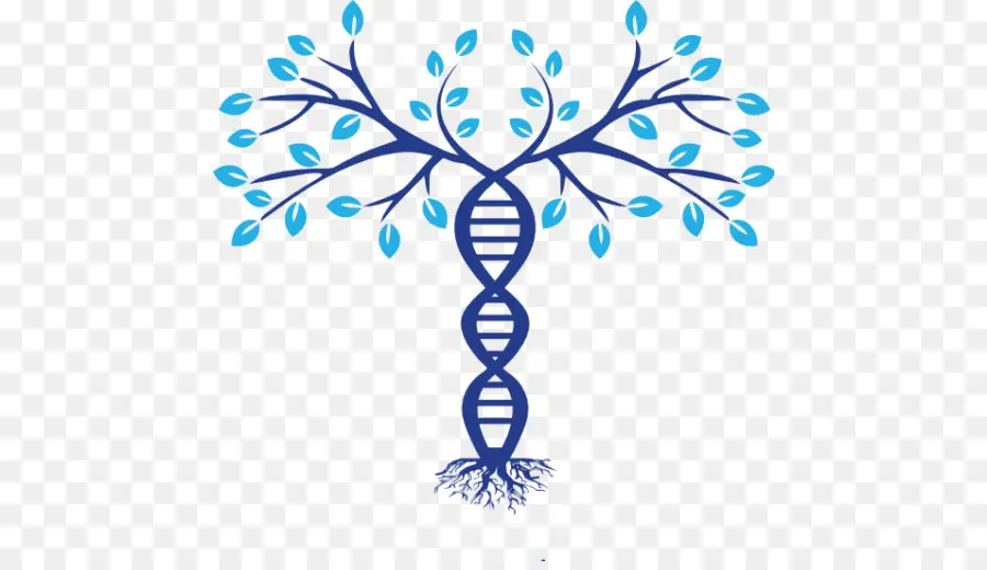 Aile Ağacı Dna，Dna PNG