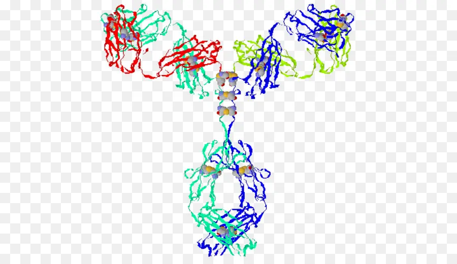 Protein Yapısı，Molekül PNG