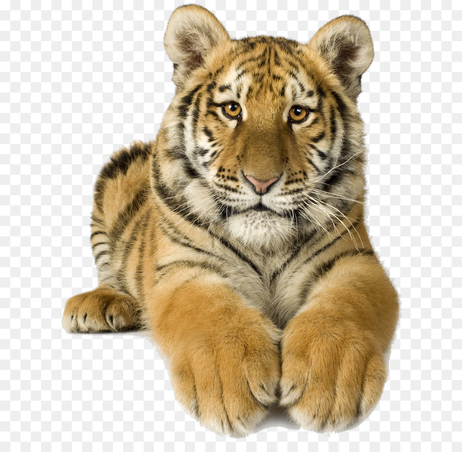 Bengal Tiger，White Tiger PNG