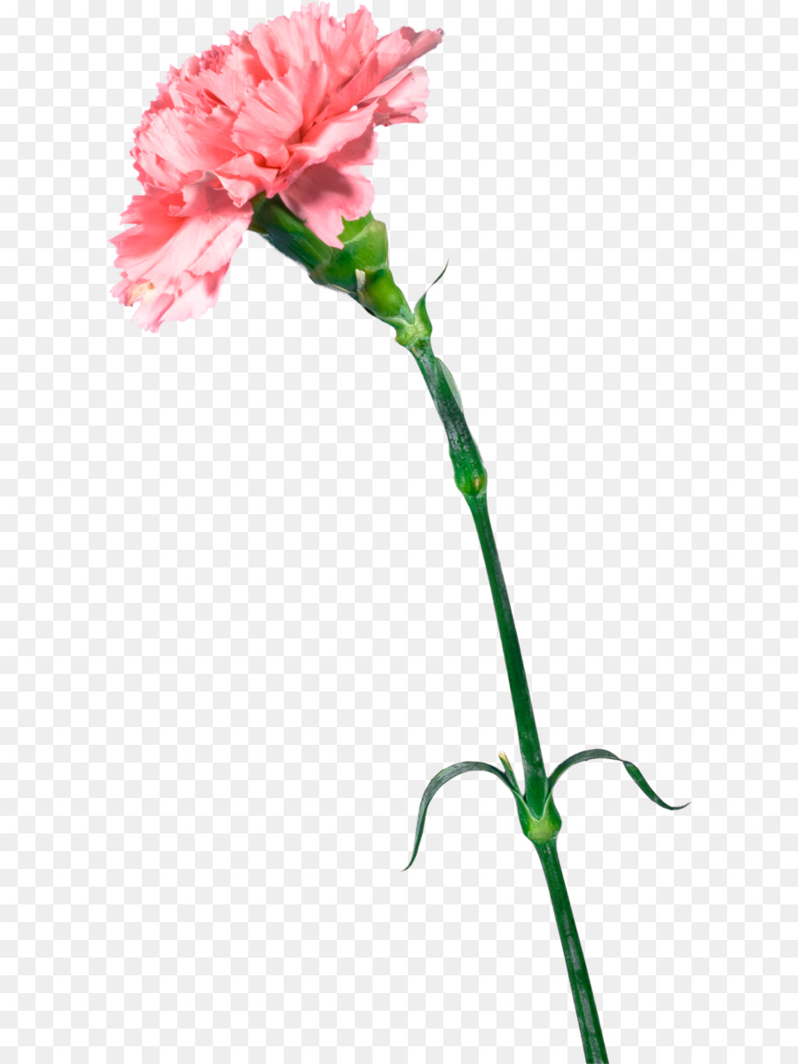 Karanfil，Çiçek Kesmek PNG