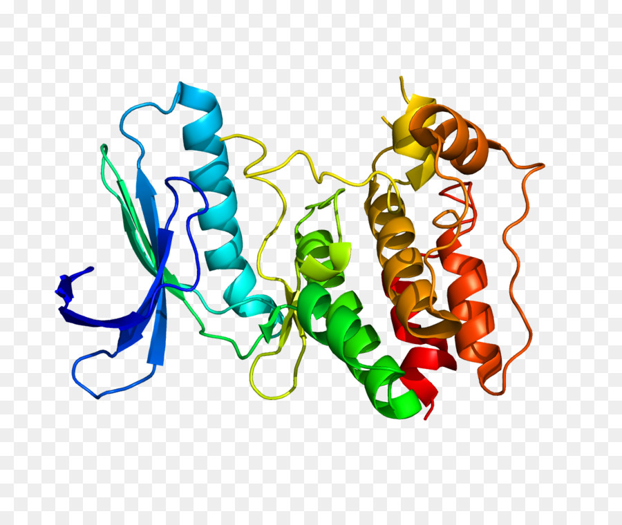 Protein Yapısı，Molekül PNG