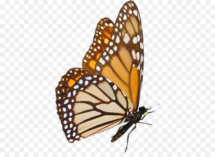 Monarch Kelebek，Kelebek PNG